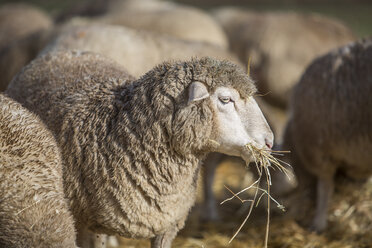 Schafe fressen Heu - ZEF11237