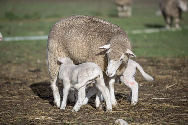 Schafe mit Lämmern auf dem Bauernhof - ZEF11238