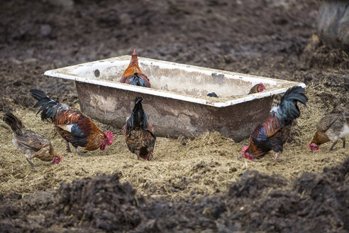 Hühner auf einem Bauernhof - ZEF11240