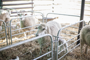 Schafe auf dem Bauernhof - ZEF11241