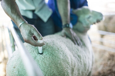 Tierarzt gibt Schafen eine Injektion - ZEF11242