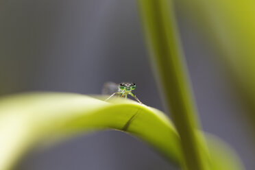 Azurblaue Kleinlibelle auf einem Blatt - SIEF07134