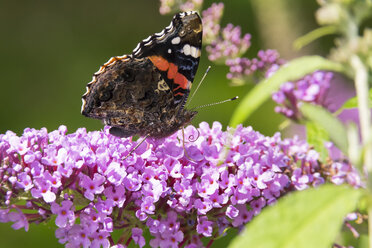 Roter Admiral auf der Blüte eines Schmetterlingsstrauchs - SIEF07135