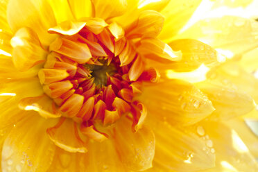 Gelborange Kaktusdahlie mit Wassertropfen, Nahaufnahme - CSF27794