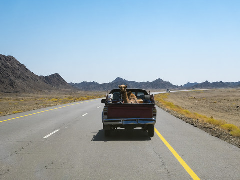 Oman, Sinaw, dromedary on pick-up truck stock photo