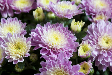 Chrysantheme, Nahaufnahme - CSF27806