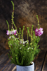 Erica verticillata, Nahaufnahme - CSF27808