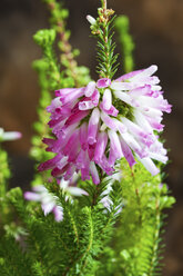 Erica verticillata, Nahaufnahme - CSF27809