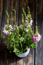 Erica verticillata, Nahaufnahme - CSF27810