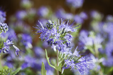 Blue spiraea, close up - CSF27815