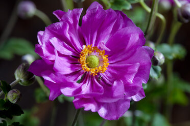 Chinesische Anemonen, Nahaufnahme - CSF27818