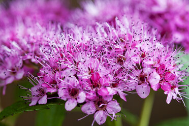 Japanisches Mädesüß[, Spiraea japonica, Nahaufnahme - CSF27827