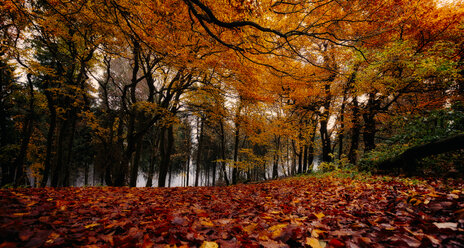 Herbstlicher Wald - MPAF00080