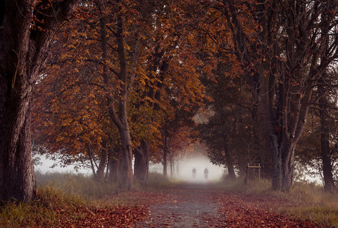 Deutschland, Hessen, Mörfelden-Walldorf, Mönchbruch, herbstlicher Waldweg mit zwei Radfahrern im Nebel, lizenzfreies Stockfoto