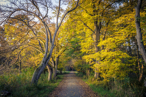 Deutschland, Hessen, Mörfelden-Walldorf, Mönchbruch, Herbstlicher Waldweg - MPAF00082