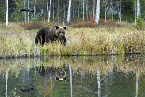 Finnland, Kuhmo, Kainuu, Braunbär an einem See - ZC00436