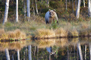 Finnland, Kuhmo, Kainuu, Braunbär an einem See - ZC00437