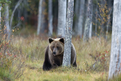 Finnland, Kuhmo, Kainuu, männlicher Braunbär - ZC00438