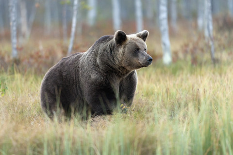 Finnland, Kuhmo, Kainuu, männlicher Braunbär, lizenzfreies Stockfoto