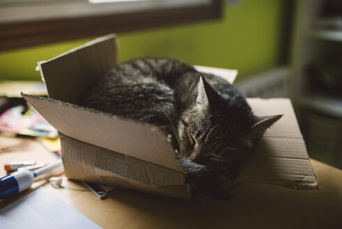 Tabby-Katze schläft in einem kleinen Karton zu Hause - RAEF01532