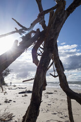 Poland, Misdroy, dead tree trunk on beach - NDF00616