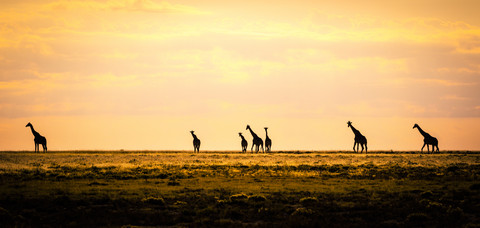 Namibia, Etosha-Nationalpark, Gruppe von Giraffen im Morgenlicht, lizenzfreies Stockfoto