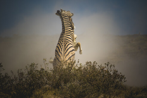 Namibia, Etosha-Nationalpark, Kämpfende Zebras - MPAF00087