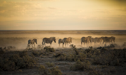 Namibia, Etosha National Park, Zebraherde im Morgenlicht - MPAF00088