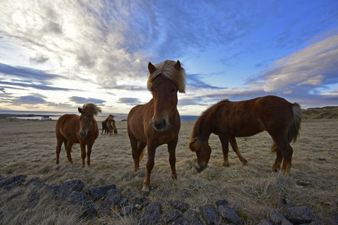 Island, Islandpferde, lizenzfreies Stockfoto