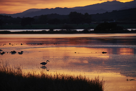 Italien, Sardinien, Murta Maria, Vogel im Wasser in der Abenddämmerung, lizenzfreies Stockfoto