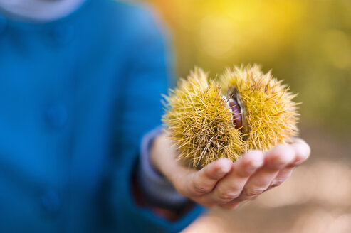 Sweet chestnut on hand, close-up - DIGF01405