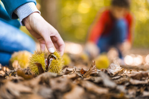 Woman's hand taking sweet chestnut from forest soil, close-up - DIGF01409