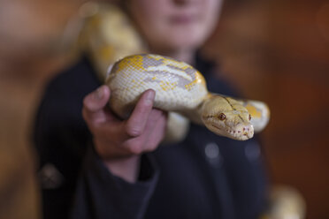 Woman holding an albino python snake - ZEF11502