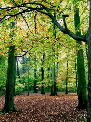 Herbstlicher Wald, Gernany, lizenzfreies Stockfoto