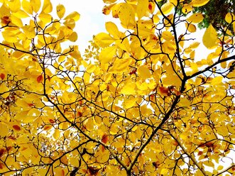 Herbstlicher Magnolienbaum - JTF00784