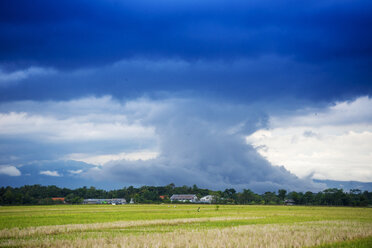 Indonesia, Java, rice fields - KNTF00557