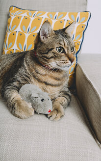 Getigerte Katze auf Sessel liegend mit Spielzeugratte, die etwas beobachtet - GEMF01201