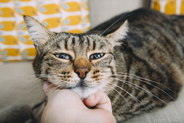 Hand einer Frau, die eine getigerte Katze streichelt - GEMF01202