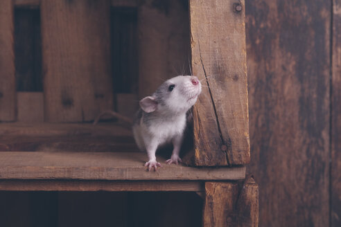 Hausratte in Holzkiste - RTBF00518