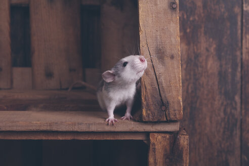 Pet rat in wooden box - RTBF00518