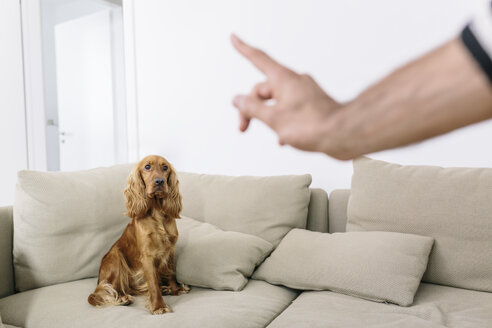Mann lehrt Hund zu Hause - MADF01201