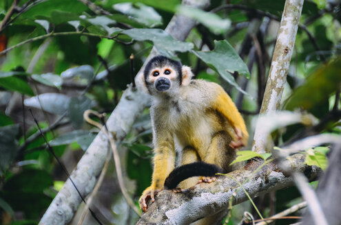 Peru, Tambopata, Kapuzinergeld im Baum - GEMF01212