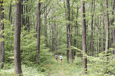 Back view of senior couple walking hand in hand in the woods - HAPF01082