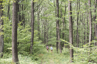 Rückansicht eines älteren Paares, das Hand in Hand im Wald spazieren geht - HAPF01082