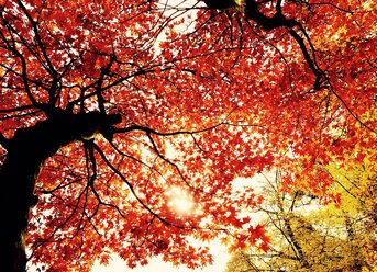 Herbstliche Bäume im Wald - JTF00785