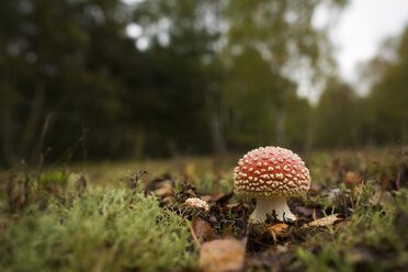 Fly agaric - MJOF01312