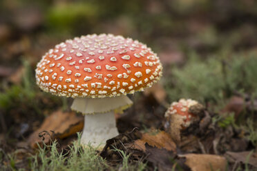 Fly agaric, close-up - MJOF01313
