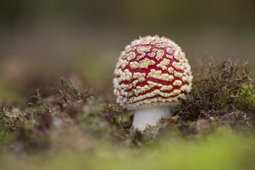 Fliegenpilz, Nahaufnahme - MJOF01314