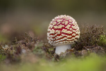 Fly agaric, close-up - MJOF01314