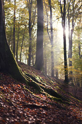 Herbstlicher Buchenwald im Gegenlicht - ALF00714